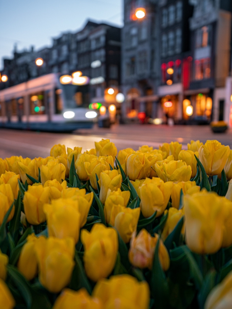 tulpen Amsterdam