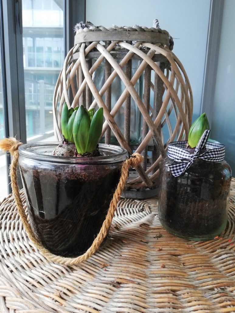 hyacinten tip
