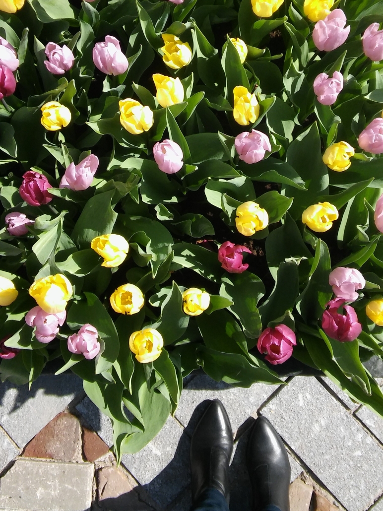 Amsterdam tulpen