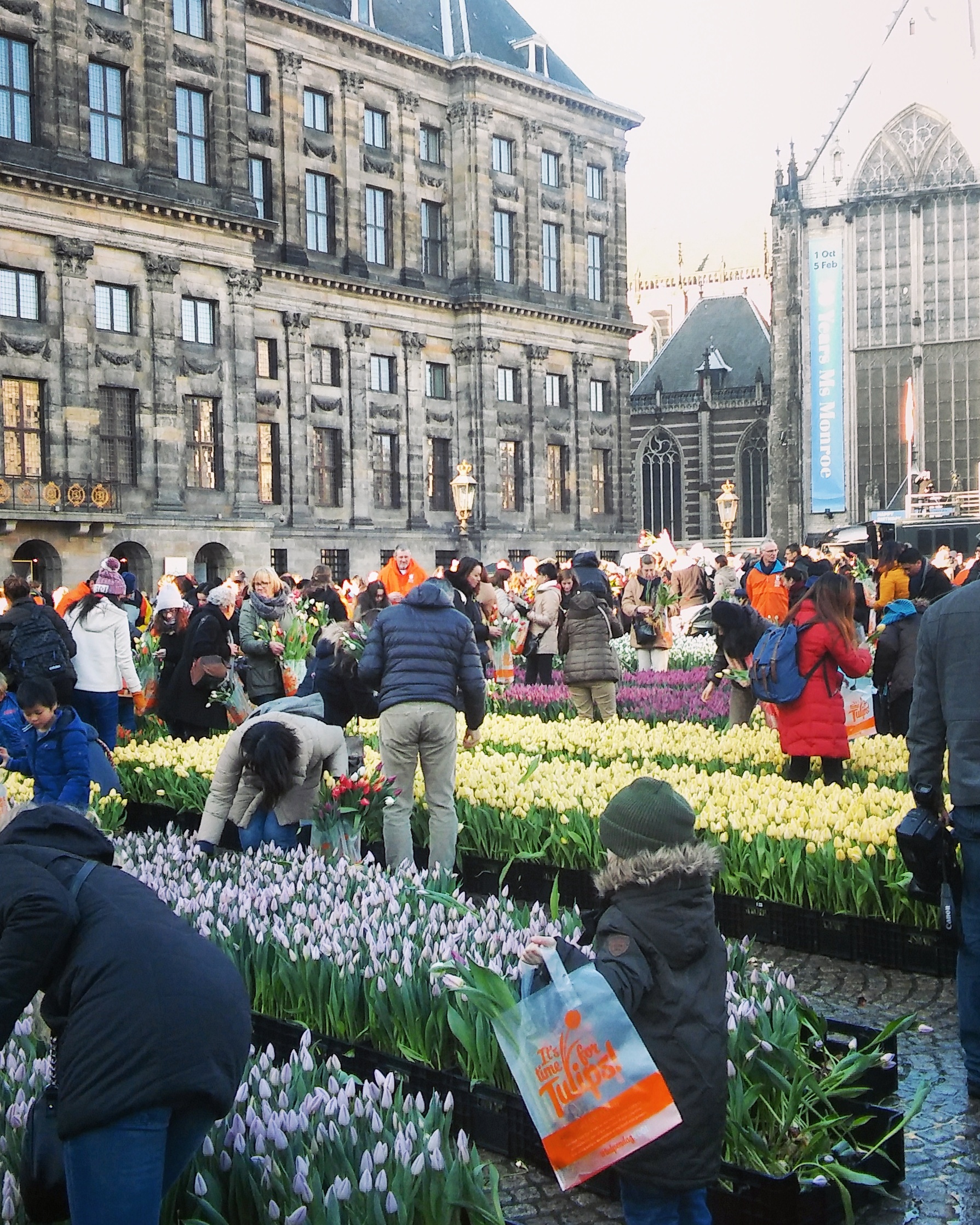Amsterdam tulips 2