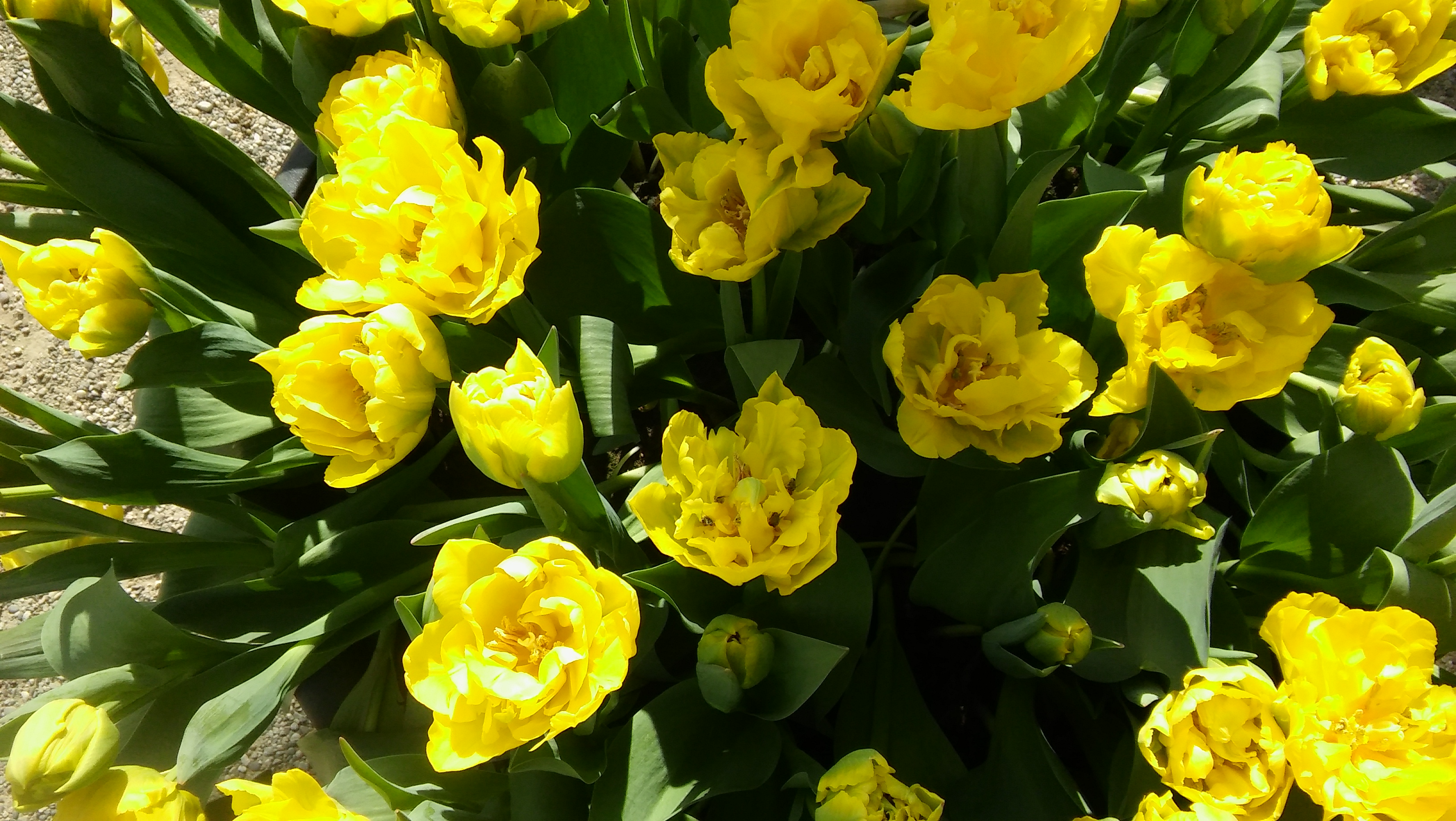 tulpen geel Amsterdam