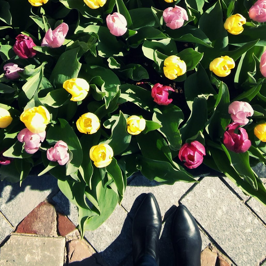 Tulips Amsterdam