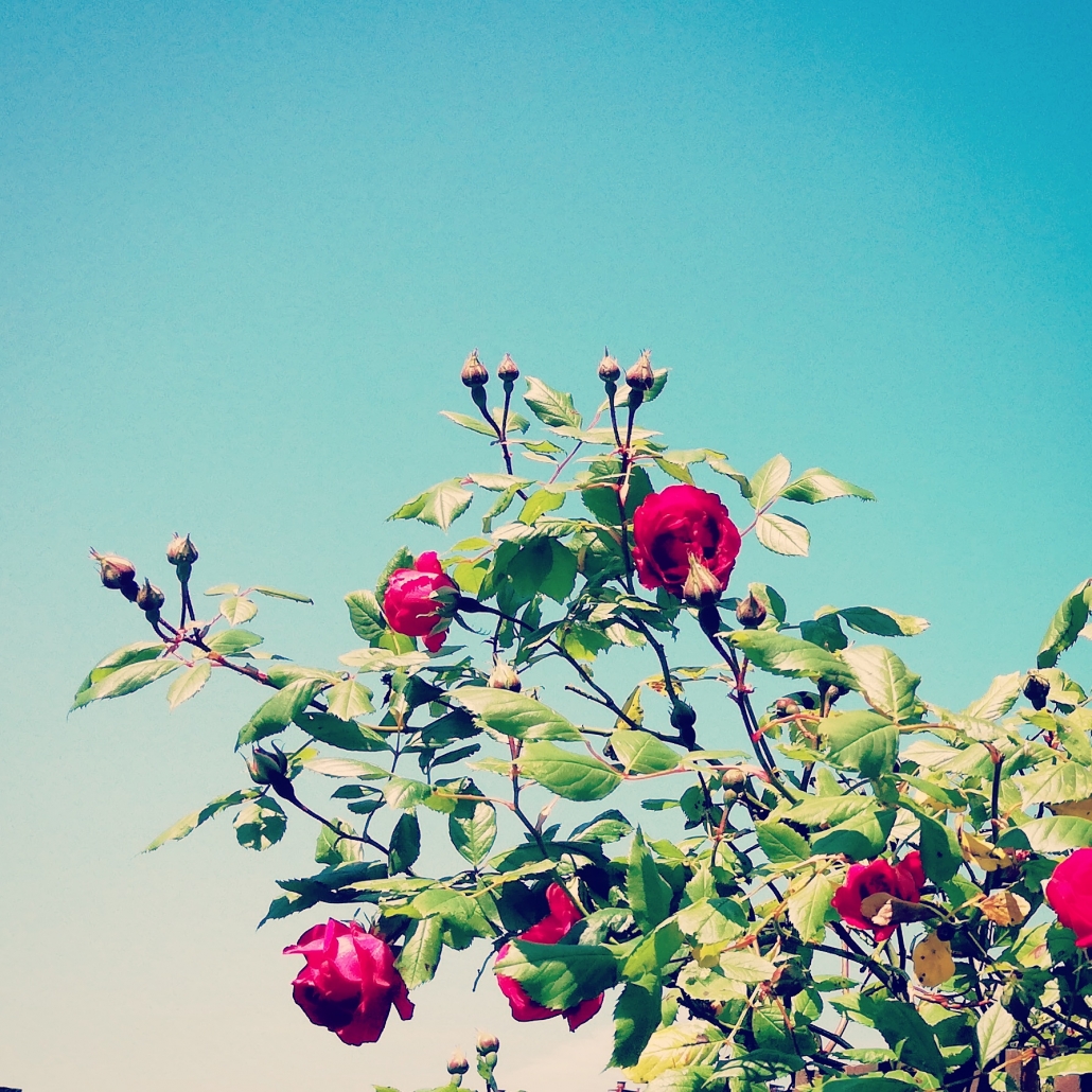 zomer rozen