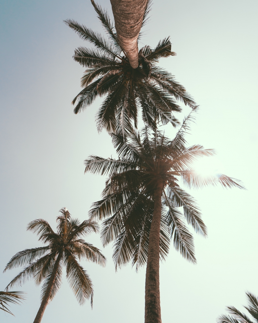 zomer palmboom