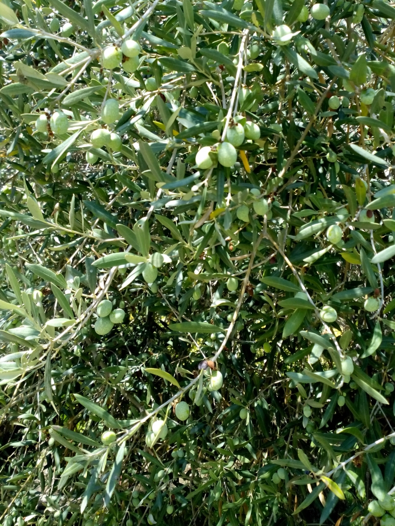 sicilie olijven