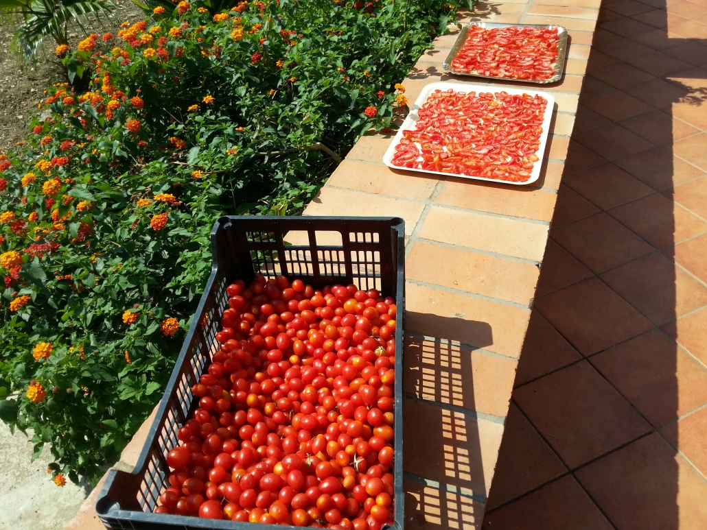tomaten Sicilie