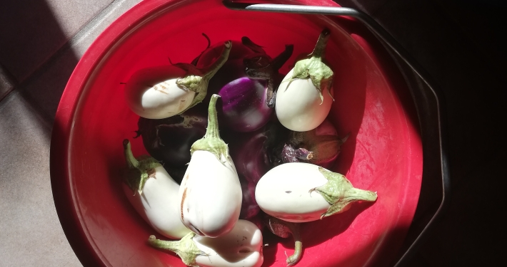 Aubergine paars en wit